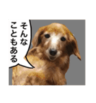 ぐーたらダックスモモ(シニア)（個別スタンプ：2）