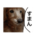 ぐーたらダックスモモ(シニア)（個別スタンプ：3）