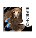 ぐーたらダックスモモ(シニア)（個別スタンプ：4）