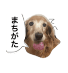 ぐーたらダックスモモ(シニア)（個別スタンプ：5）