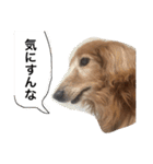 ぐーたらダックスモモ(シニア)（個別スタンプ：6）