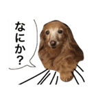 ぐーたらダックスモモ(シニア)（個別スタンプ：7）