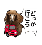 ぐーたらダックスモモ(シニア)（個別スタンプ：8）