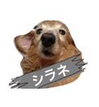 ぐーたらダックスモモ(シニア)（個別スタンプ：9）