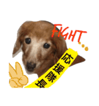 ぐーたらダックスモモ(シニア)（個別スタンプ：12）