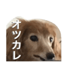 ぐーたらダックスモモ(シニア)（個別スタンプ：15）