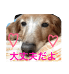 ぐーたらダックスモモ(シニア)（個別スタンプ：17）