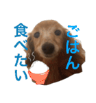 ぐーたらダックスモモ(シニア)（個別スタンプ：19）
