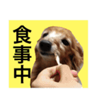 ぐーたらダックスモモ(シニア)（個別スタンプ：20）