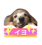 ぐーたらダックスモモ(シニア)（個別スタンプ：21）