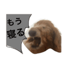 ぐーたらダックスモモ(シニア)（個別スタンプ：28）