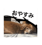 ぐーたらダックスモモ(シニア)（個別スタンプ：29）