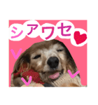 ぐーたらダックスモモ(シニア)（個別スタンプ：30）