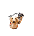 LOVEDOGs.（個別スタンプ：2）