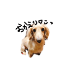LOVEDOGs.（個別スタンプ：4）