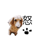 LOVEDOGs.（個別スタンプ：5）