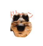 LOVEDOGs.（個別スタンプ：6）