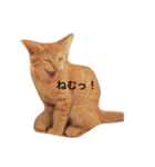 そうじ君の訴え（個別スタンプ：2）