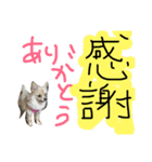 くまの気持ち②（個別スタンプ：5）