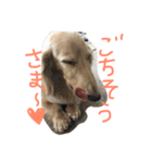 ダックスの凛ちゃん（個別スタンプ：1）