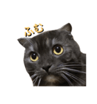 ジャック_（個別スタンプ：1）