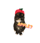 ジャック_（個別スタンプ：2）