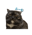 ジャック_（個別スタンプ：6）