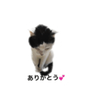 tamao.stamp（個別スタンプ：1）