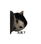 tamao.stamp（個別スタンプ：2）