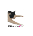 tamao.stamp（個別スタンプ：4）
