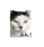 tamao.stamp（個別スタンプ：6）