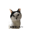 tamao.stamp（個別スタンプ：7）