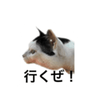 tamao.stamp（個別スタンプ：9）