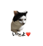 tamao.stamp（個別スタンプ：10）