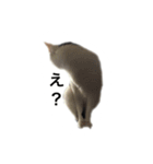 tamao.stamp（個別スタンプ：11）