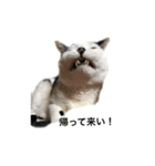 tamao.stamp（個別スタンプ：12）