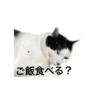 tamao.stamp（個別スタンプ：13）
