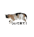 tamao.stamp（個別スタンプ：14）