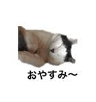 tamao.stamp（個別スタンプ：15）