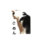 tamao.stamp（個別スタンプ：16）