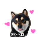 黒柴さすけ（個別スタンプ：1）