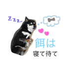 黒柴さすけ（個別スタンプ：4）