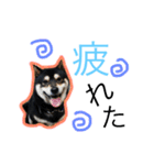 黒柴さすけ（個別スタンプ：7）