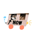 黒柴さすけ（個別スタンプ：16）