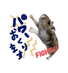ハムスターひまさおの日常会話スタンプ（個別スタンプ：19）