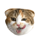 ●○猫のまるちゃん○●（個別スタンプ：2）