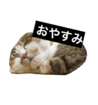 ●○猫のまるちゃん○●（個別スタンプ：3）