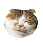 ●○猫のまるちゃん○●（個別スタンプ：4）