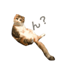 ●○猫のまるちゃん○●（個別スタンプ：5）