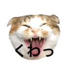 ●○猫のまるちゃん○●（個別スタンプ：6）